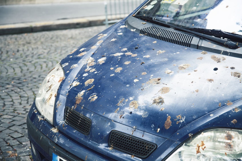 How to remove bird poop stains from car without ruining your car's paint